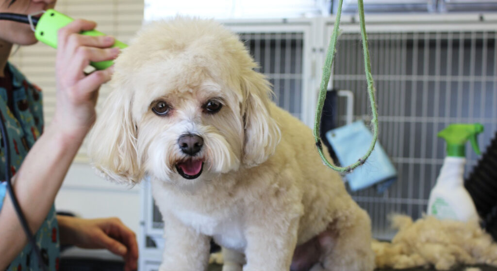 seo for pet services